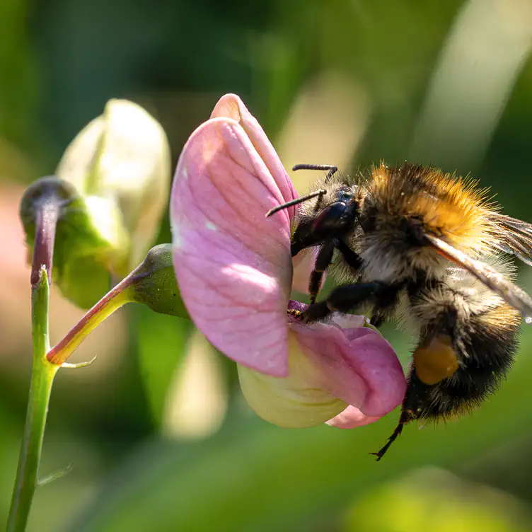 Bumblebee