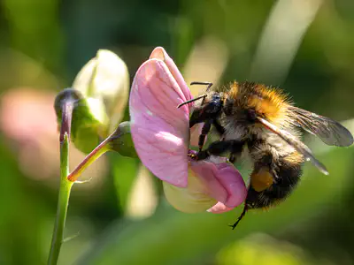 Bumblebee
