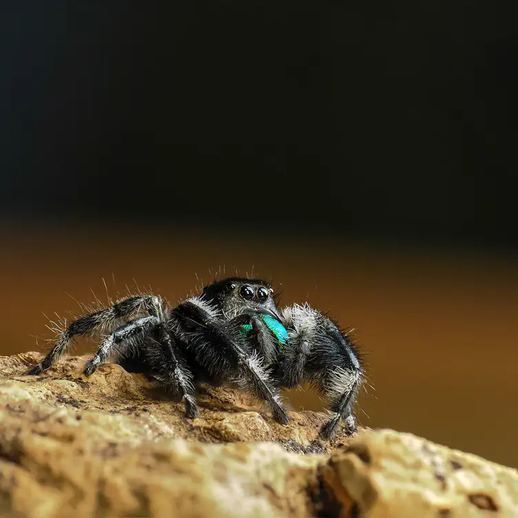 Jumping Spider