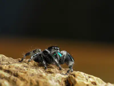 Jumping Spider